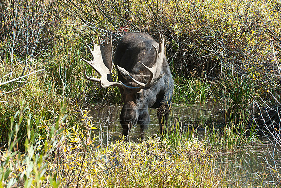 Bull Moose