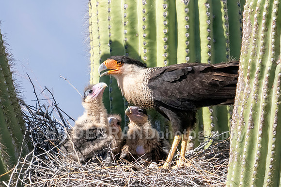 Crested Caracara