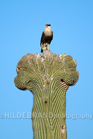Crested Caracara