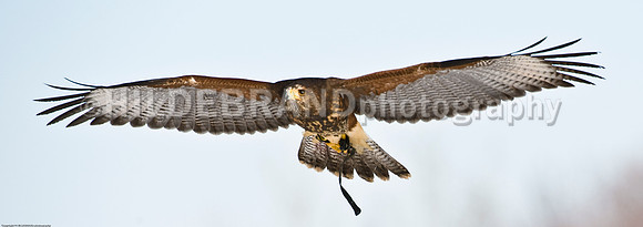 Immature Harris's Hawk