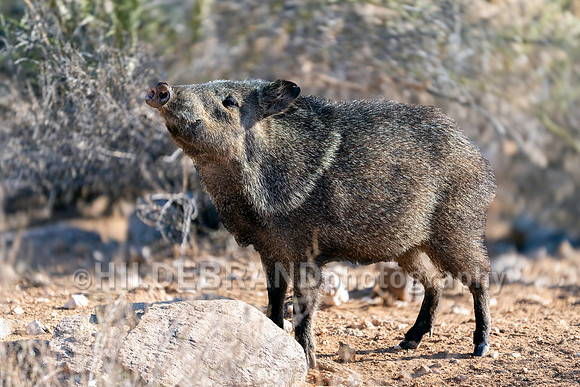 Javelina
