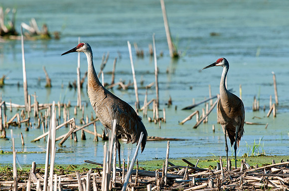 Sandhill Crane