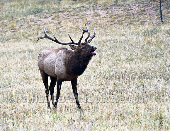 Bull Elk