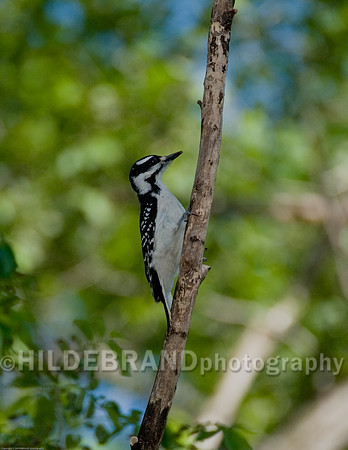 Hairy Woodpecker
