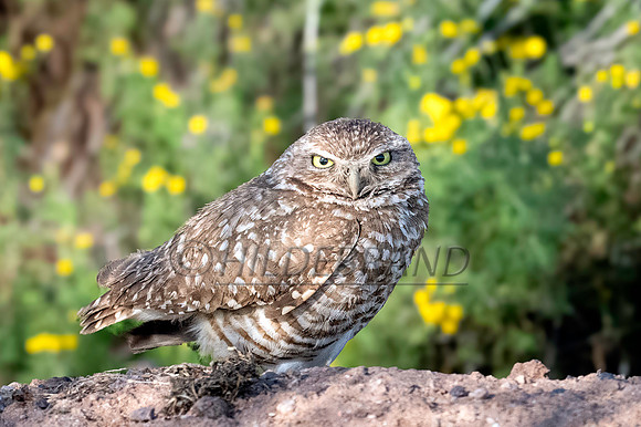 Burrowing Owl