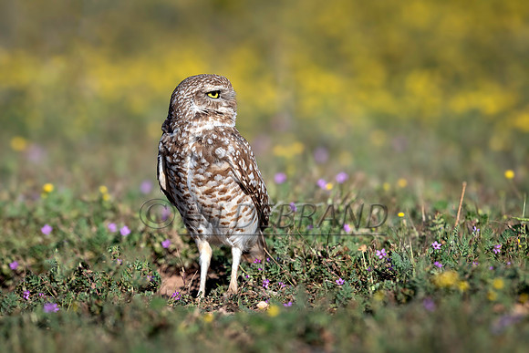 Burrowing Owl