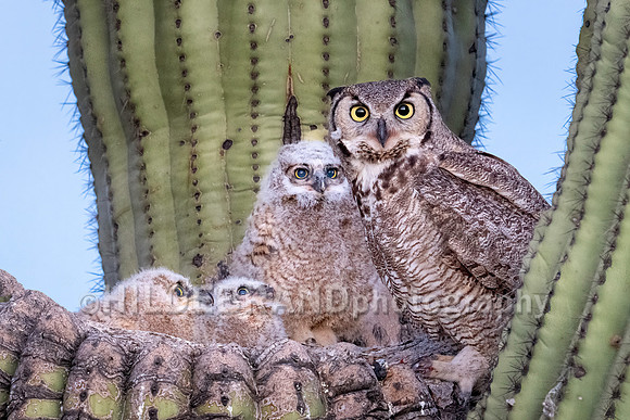Great Horned Owl