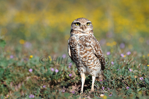 Burrowing Owl