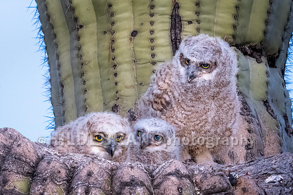 Great Horned Owl