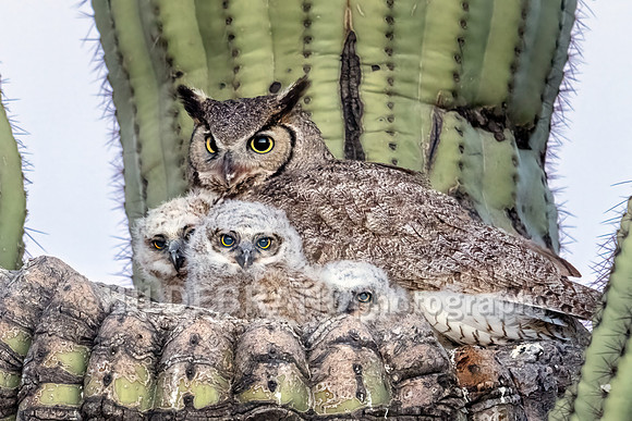 Great Horned Owl