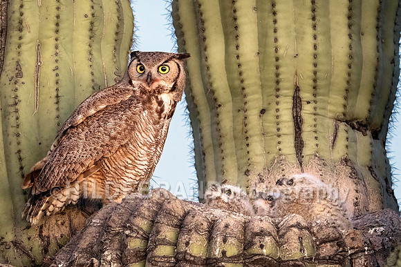 Great Horned Owl