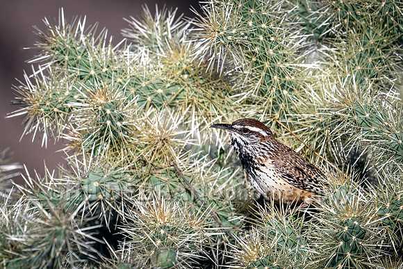 Cactus Wren