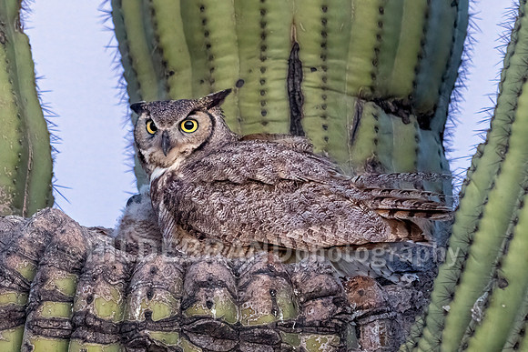 Great Horned Owl