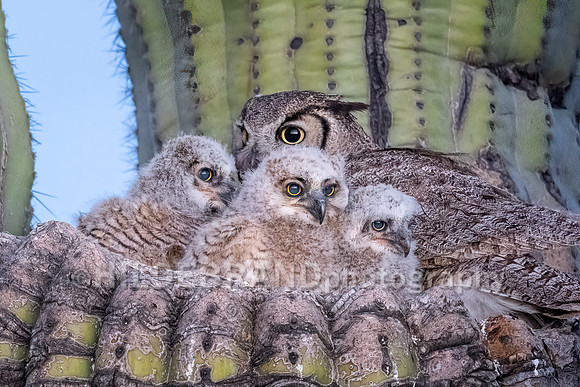 Great Horned Owl