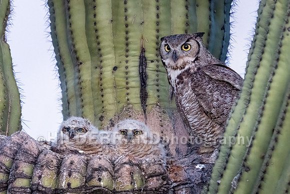 Great Horned Owl