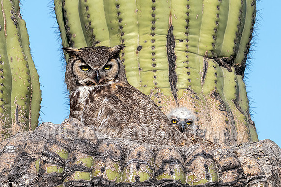 Great Horned Owl