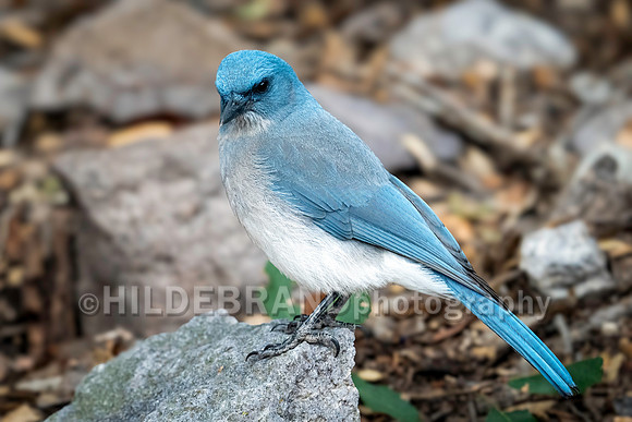 Mexican Jay