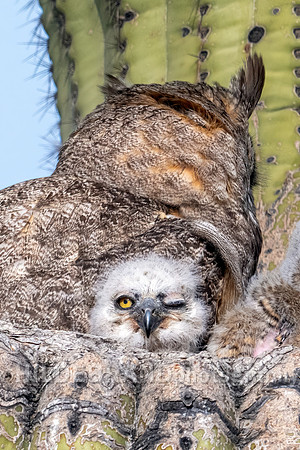 Great Horned Owl