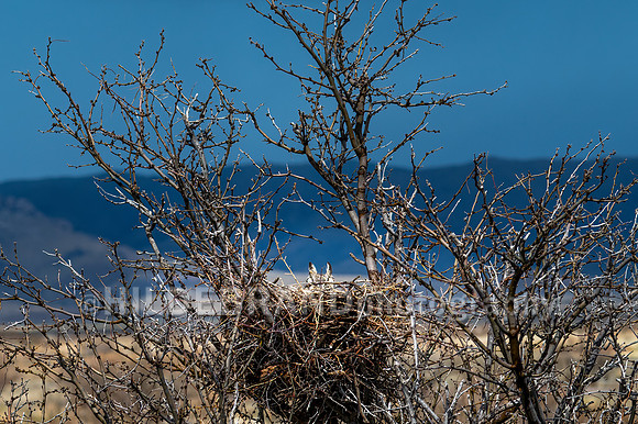 Great Horned Owl