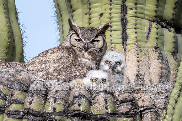 Great Horned Owl