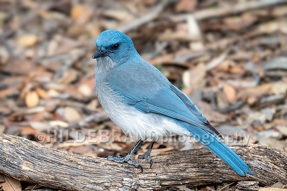 Mexican Jay