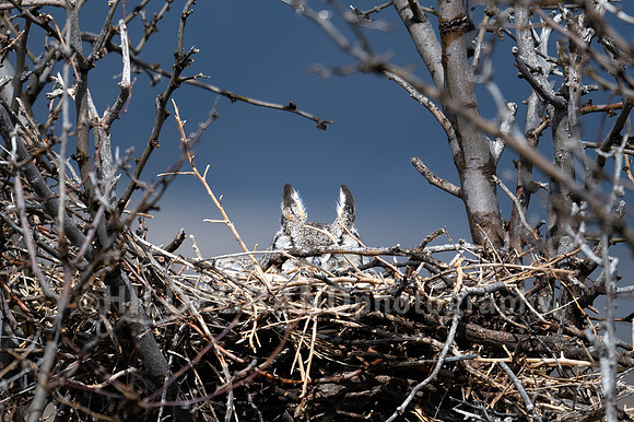 Great Horned Owl