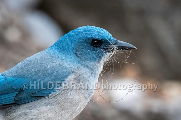Mexican Jay