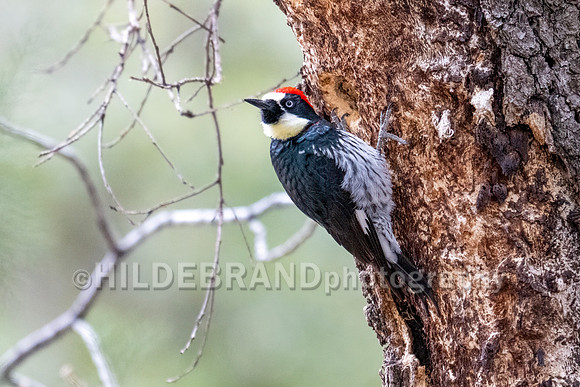 Acorn Woodpecker