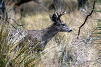 Coues Deer