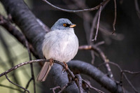 Yellow-eyed Junco