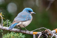Mexican Jay