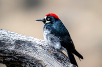 Acorn Woodpecker