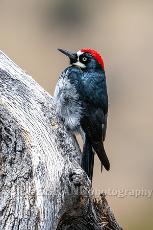 Acorn Woodpecker