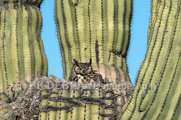 Great Horned Owl