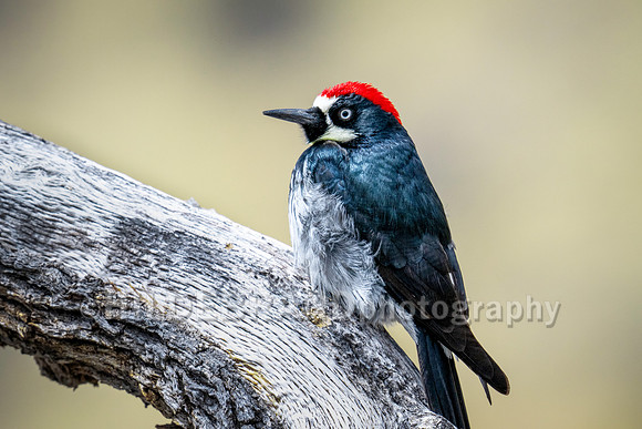 Acorn Woodpecker