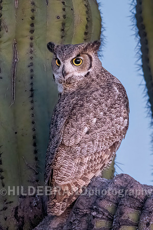 Great Horned Owl