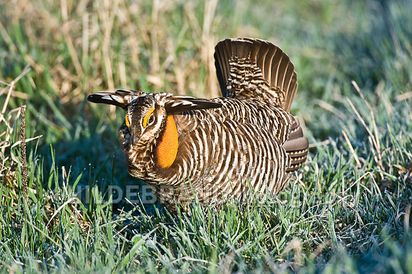 Greater Prairie Chicken