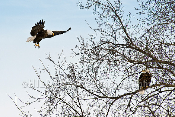 Bald Eagle