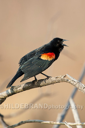 Red-Winged Blackbird