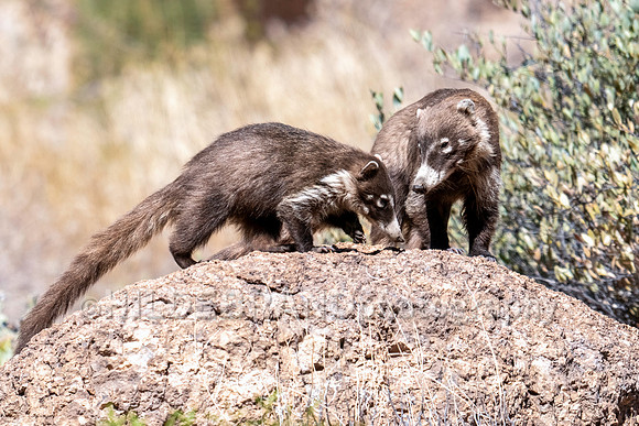 Coatimundi