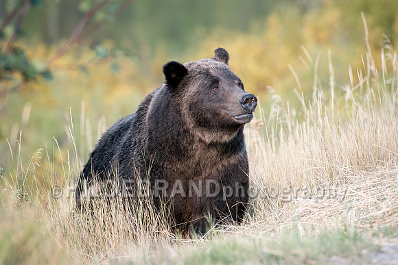 Grizzly Bear 399