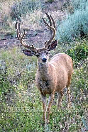 Mule Deer