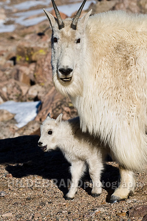 Mountain Goat
