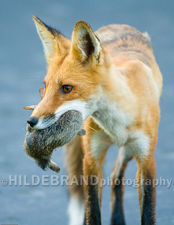 Neighborhood Red Fox