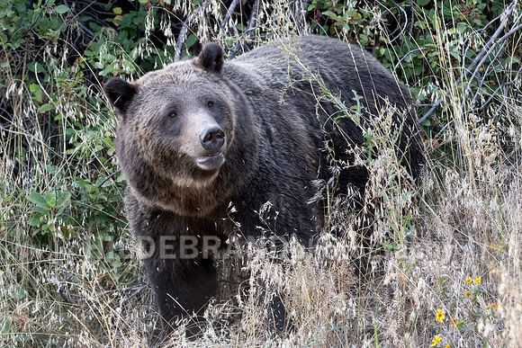 Grizzly Bear 399