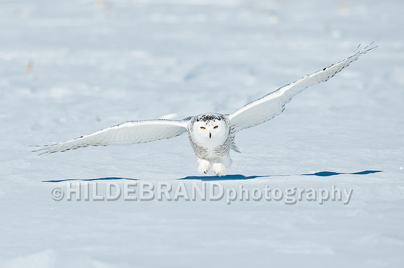 Snowy Owl