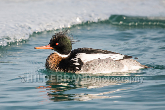 Red-breasted Merganser