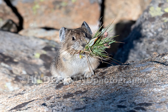 Pika