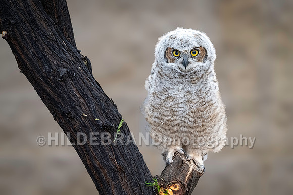 Shadow Ridge Owlets