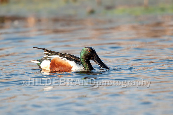 Northern Shoveler